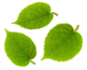 Kiwi leaves isolated on white background