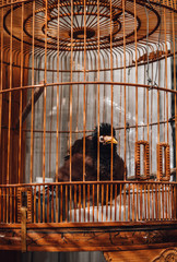 Perching bird in a cage