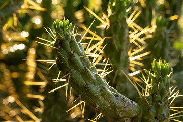 Thorny succulent plant