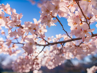 Cherry bloom branch detail