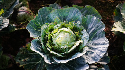 head of cabbage