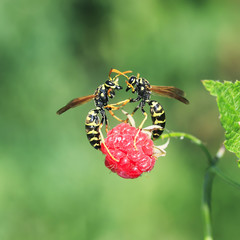 dangerous insects wasps flew into the garden for the aroma of ripe and juicy raspberries and attacked her