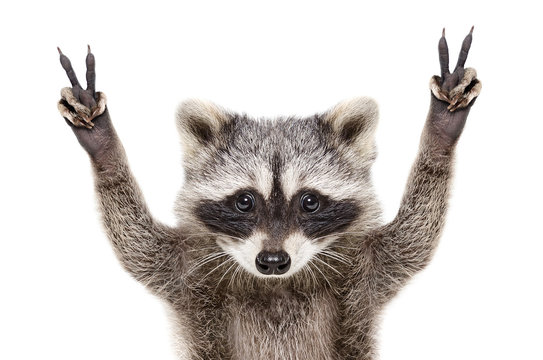 Portrait of a funny raccoon, showing a sign peace, isolated on white background
