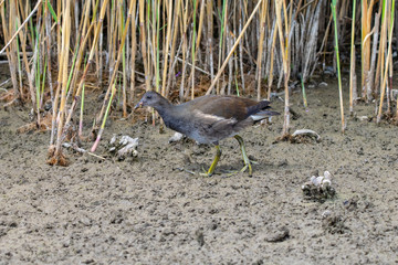 Older moorhen duckling (Gallinula chloropus) walking through dried up marsh land river bed in summer