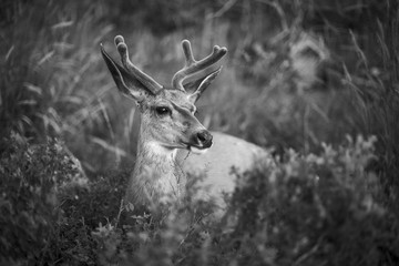 Friendly visit in camp