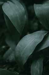 Leaves of a green forest plant. Dark Light, lilies of the valley. Background.