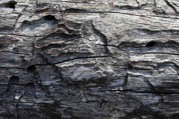 Bark beetle gallery engraving the tree trunk, close-up