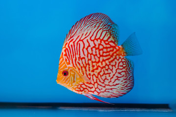 Beautiful Discus fish (Symphysodon)