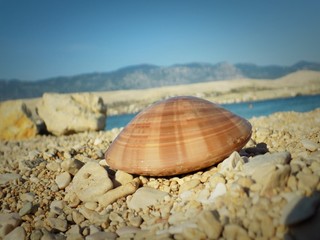 Seashell on the seashore