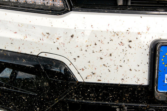 tote Insekten auf Stoßstange vom Auto, Symbolbild für Insektensterben
