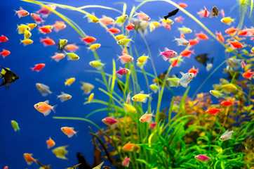 Fototapeta na wymiar Aquarium with many colored fish