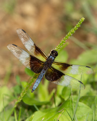 Sevierville Dragonfly_2