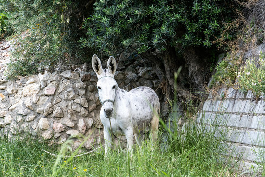 A white donkey who walked on a meadow.