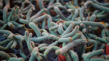 close up on cactus in pot