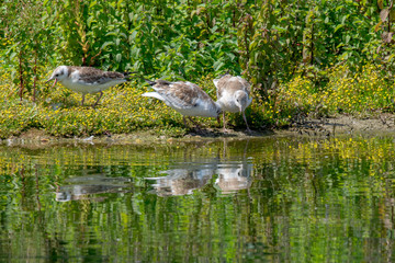 Young juvenile seagulls looking into shallow water in search of food