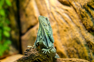 The frilled-necked lizard to the branch.