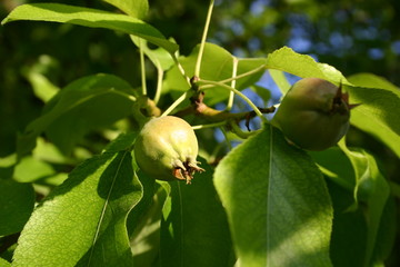 Fruit