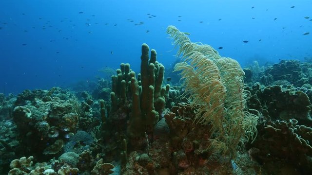 Seascape of coral reef / Caribbean Sea / Curacao with pillar coral, various hard and soft corals, sponges