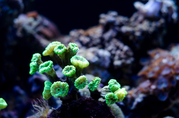 Сandy cane coral or trumpet coral