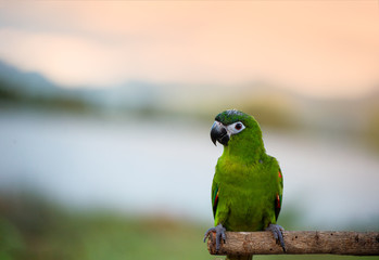 Beautiful macore Parrot bird parrot standing on a wooden rail asia thailand.