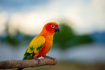 Fototapeta na wymiar Beautiful macore Parrot bird parrot standing on a wooden rail asia thailand.