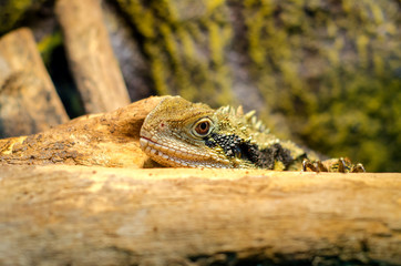 The Australian water dragon