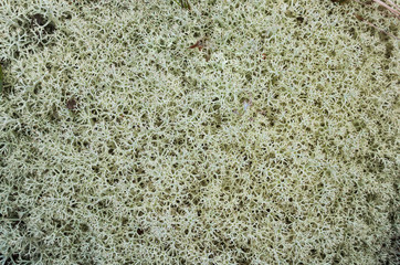The lichen genus Cladonia in the forest-tundra climatic zone of the Arkhangelsk region of Russia.