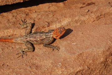 lucertola del deserto
