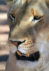 Close-up of a lion in the shade