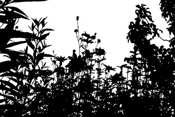 Realistic grass silhouettes from nature 
