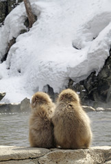 Two young Japanese snow monkeys near hot spring surrounded by snow