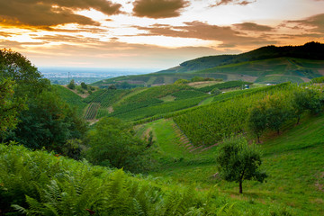 Sunset in vineyards in Schwartzwald hills.