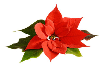 Red Christmas poinsettia flower