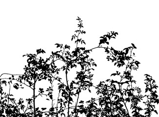 Realistic grass silhouettes from nature 