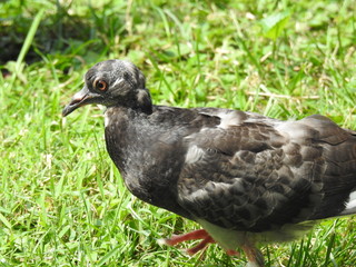 birds