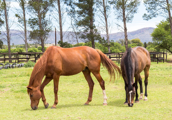 Two brown beautiful horses grazing in farm meadow enclosure