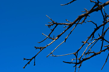 wooden branch under a clear blue sky