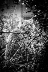 Cat in the woods looking at the camera