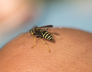 insect hollow wasp flew to the human hand and took out a sting to bite