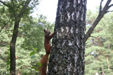 Squirrel