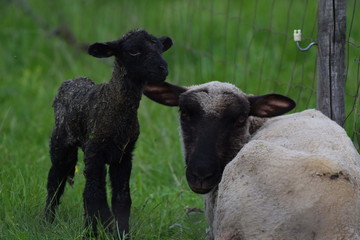 White sheep and black lamb.Green pasture
