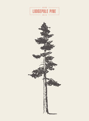 Fototapeta premium High detail vintage lodgepole pine, drawn, vector