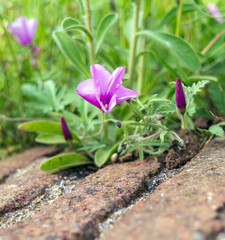 Half-open pink morning glory flower (Convolvulus althaeoides), also known as mallow bindweed, shot on the top of Montjuic hill in Barcelona, Spain.