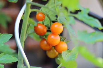 Orangefarbene Minitomate bei der Reifung