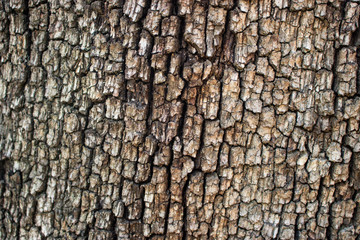 Old Wood Tree Texture Background Pattern.