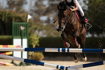 Jockey on her horse leaping over a hurdle, jumping over hurdle on competition - obrazy, fototapety, plakaty