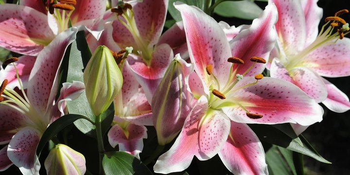 fleurs de lys
