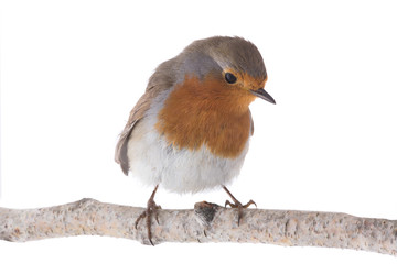 European robin (Erithacus rubecula)