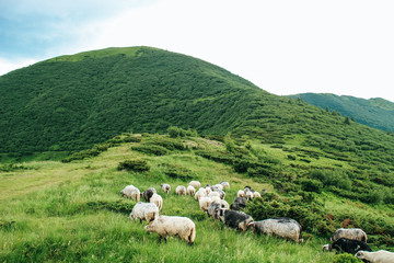 Fototapeta premium The summer green Carpathian mountains in Ukraine. The sky is over the mountains. Atmospheric landscapes while traveling on a jeep. Offroad expedition