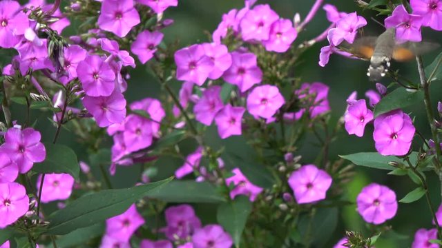 Beautiful summer buterfly Hummingbird Hawk-moth Macroglossum stellatarum  in motion near garden flowers